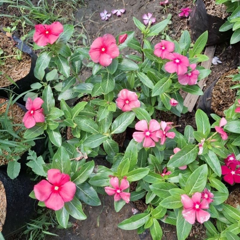 Plant/tanaman-bunga(bukan biji) VINCA Periwinkle(Tapak dara) PINK BABY IMPORT rimbun