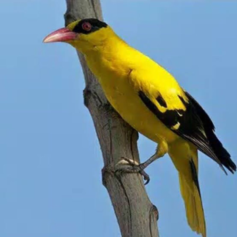 Burung Kepodang emas