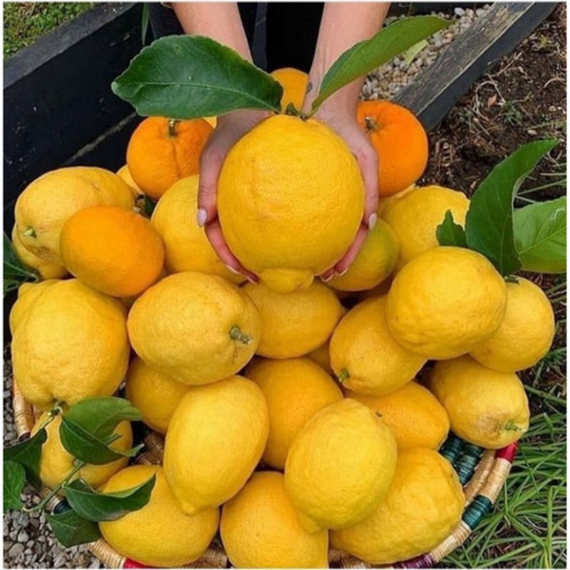 

jeruk lemon california 1kg/500grm fresh 100%