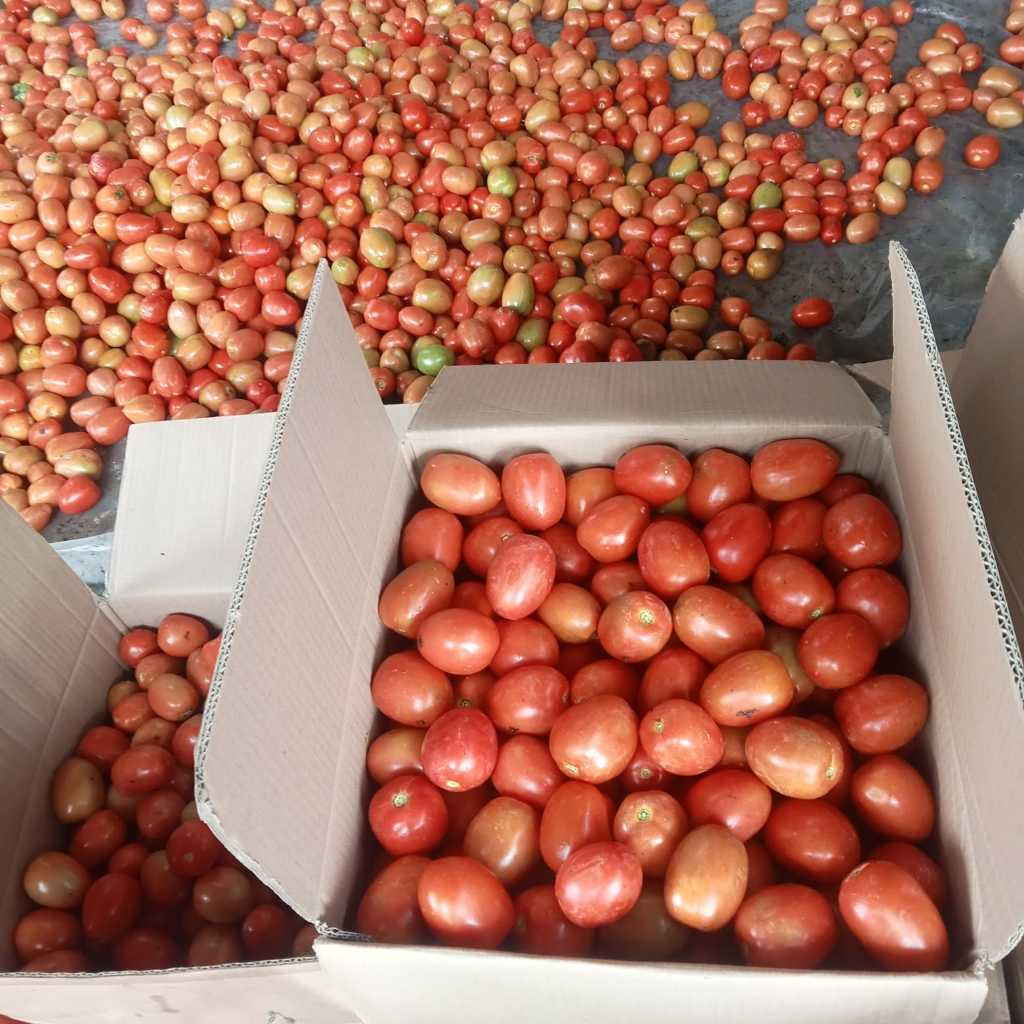 

TOMAT SUPER SEGAR | dari kebun lereng gn. Gede | BERAT 500gram / SAYUR SAYURAN SEGAR
