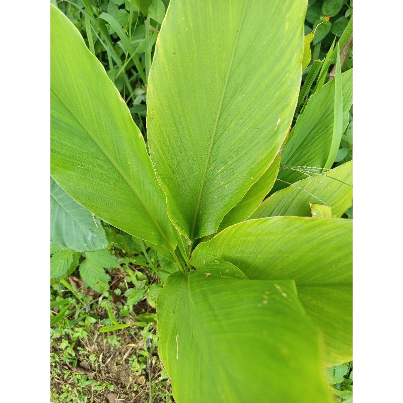 

daun kunyit segar (500gram)