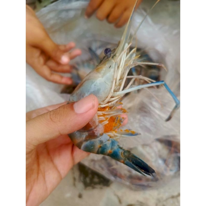 

UDANGGALAHSEDANG