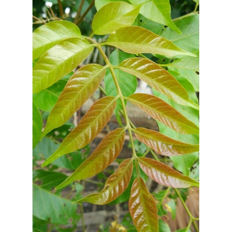 

MURAH!!! 500 GRAM DAUN KEDONDNG