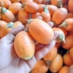 

buah jambe tua