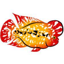

Sticker Louhan Kamfa Kualitas Super 6-7cm