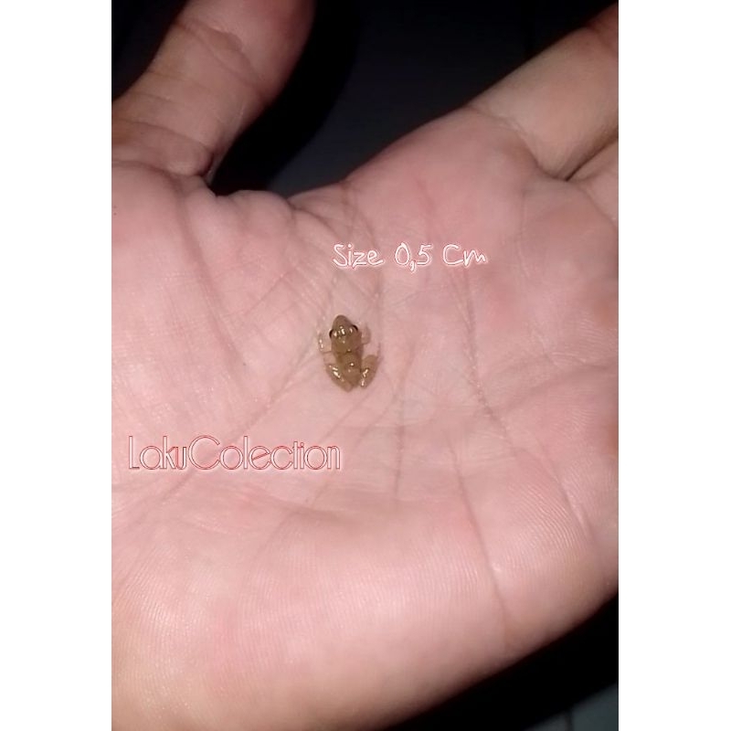 Paket 10 Pcs Pakan Alami Ikan Predator Channa Louhan Arwana Katak sawah 0,5 Cm