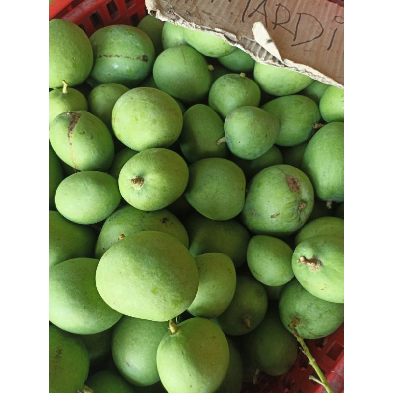 

Mangga Muda Segar 1 Kg untuk rujak