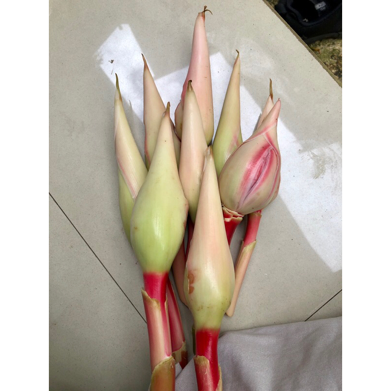 

kecombrang segar (luxio) asli kantan honje 250 gram