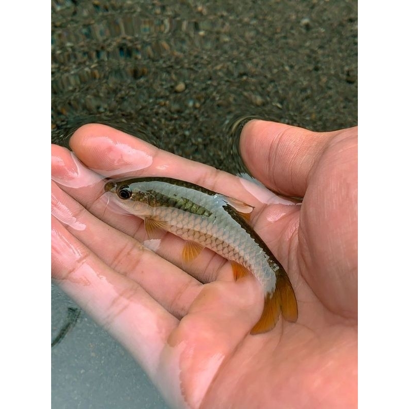 HIASAN IKAN WADER