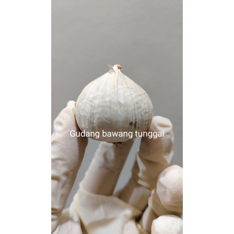 

BAWANG PUTIH TUNGGAL BAWANG LANANG SIZE JUMBO PALING MURAH SE BALIKPAPAN KALIMANTAN BARU FRESS