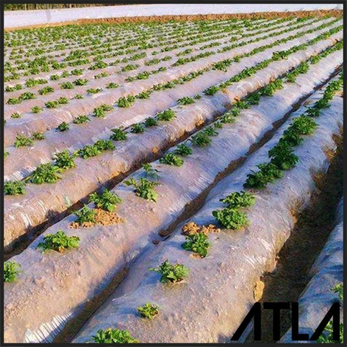 PLASTIK MULSA BENING PERTANIAN