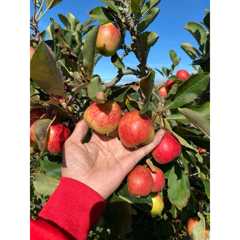 BUAH APEL ANNA MERAH UKURAN KECIL  BERAT 1KG