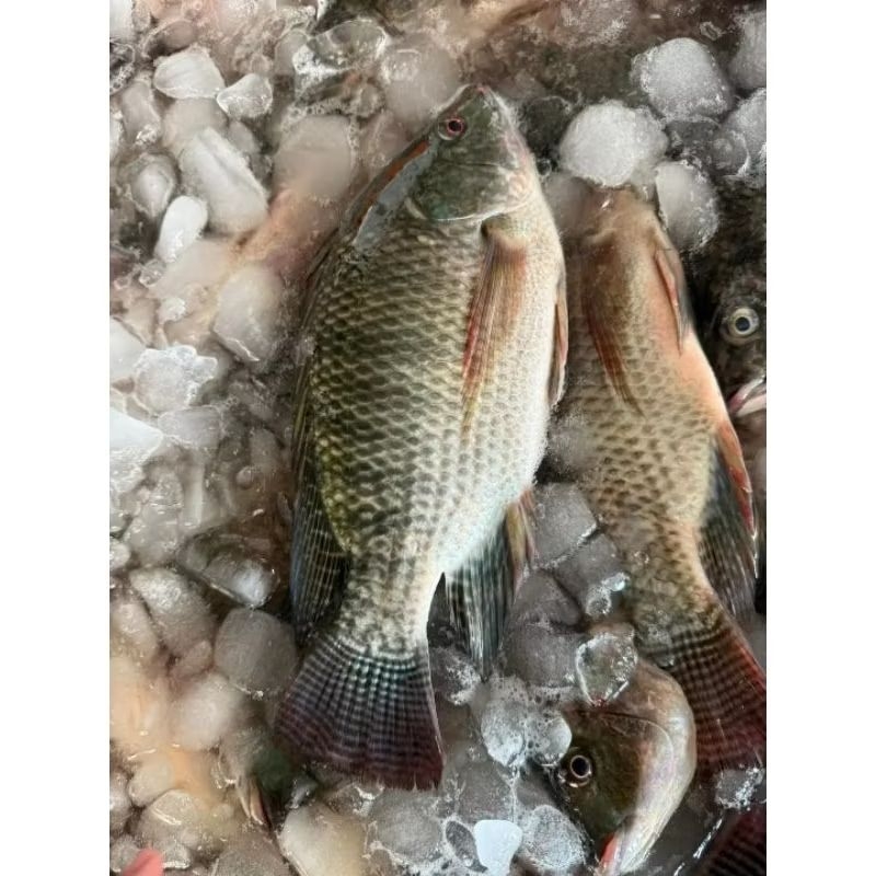 

Ikan mujaer segar Ikan jaer hasil tambak segar 1kg