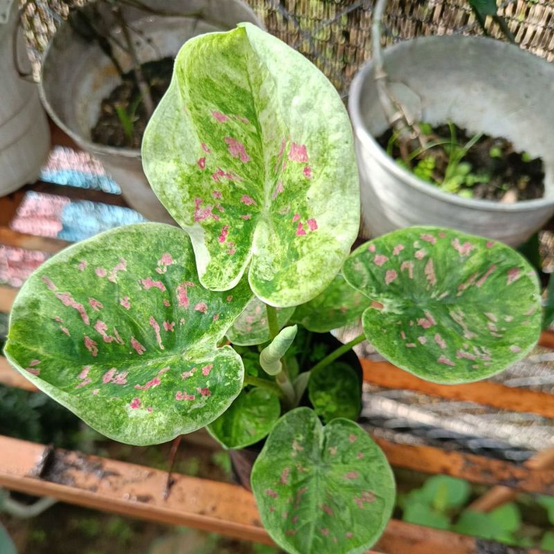 Caladium hibrid h02