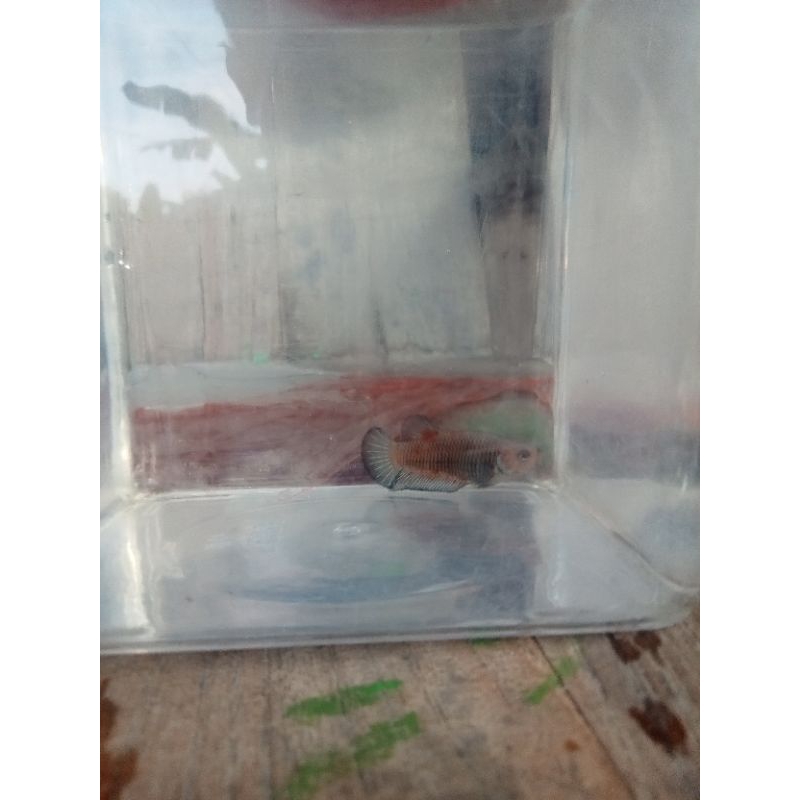 ikan cupang Aoc hiasan akuarium