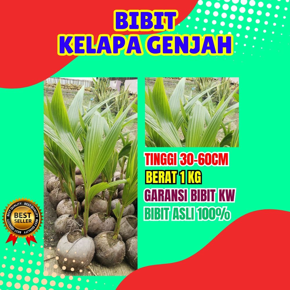 BIBIT PREMIUM.. Benih Kelapa Hijau, Benih Kelapa Hibrida Hijau Jumbo
