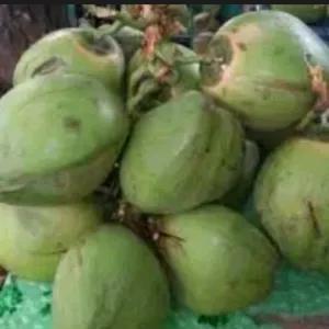 

Kelapa Hijau / Coconut