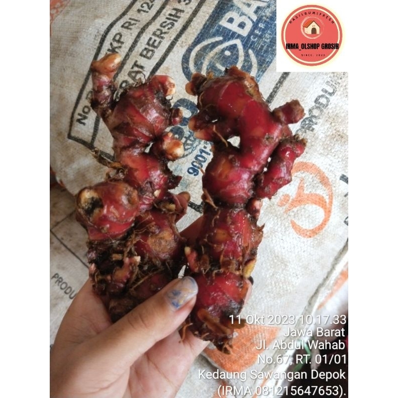 

Jahe merah Medan 10Kg/ redgingerfresh/Segar