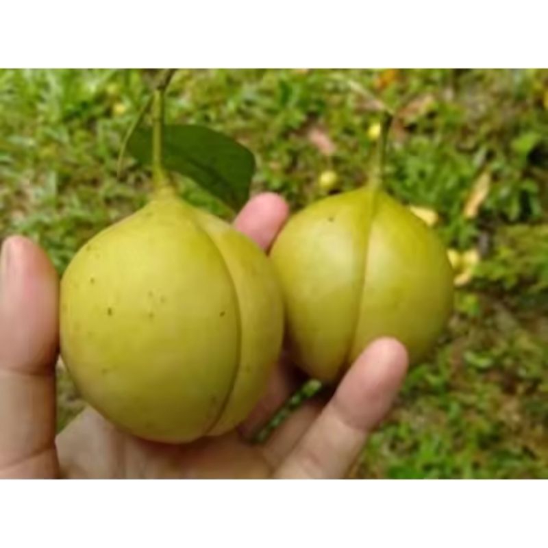 

Raeady buah pala segar masih sama Cangkangnyh harga per 1 kg