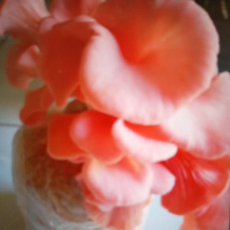 Baglog jamur tiram pink