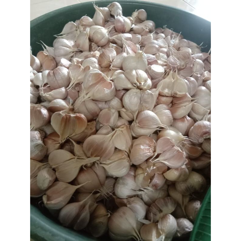 

bawang Putih Kating kemasan 1 kilogram harum, bersih dan kering kualitas istimewa.