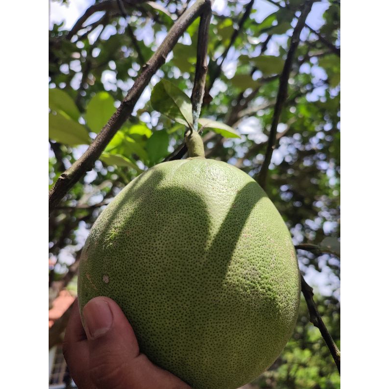 

Jeruk Pamelo Madu berat 1 kg