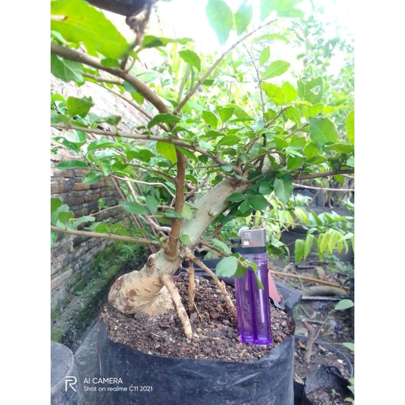 Bahan bonsai tanaman serut tanaman serut subur berkarakter.