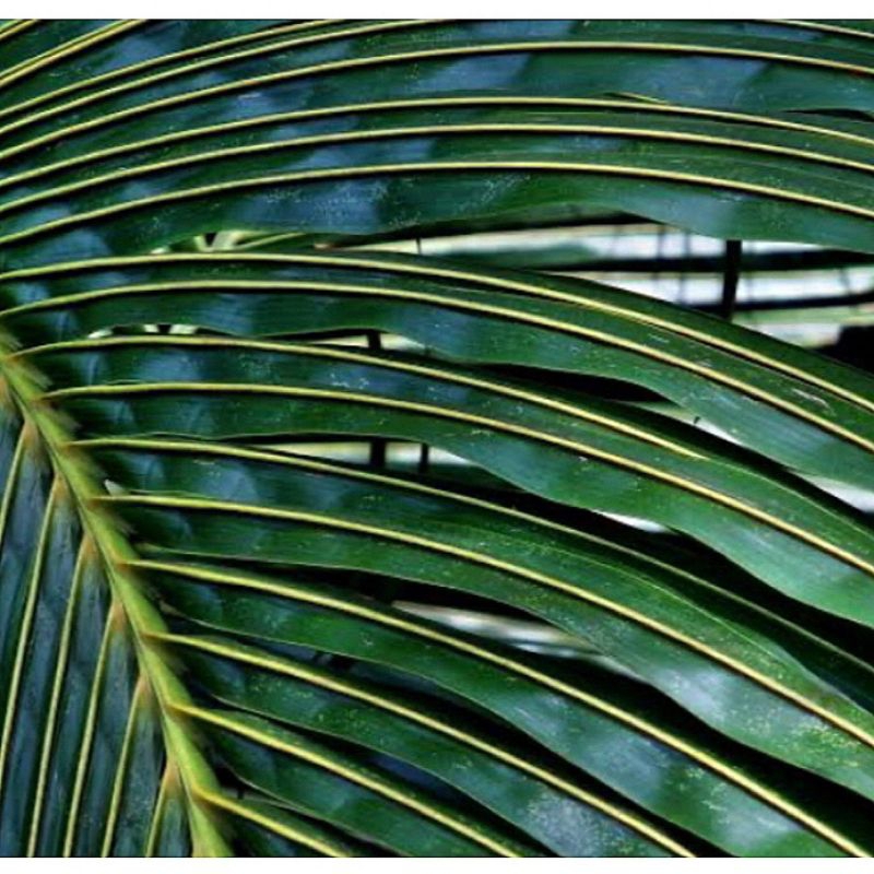 

10 pcs lidi daun kelapa tua
