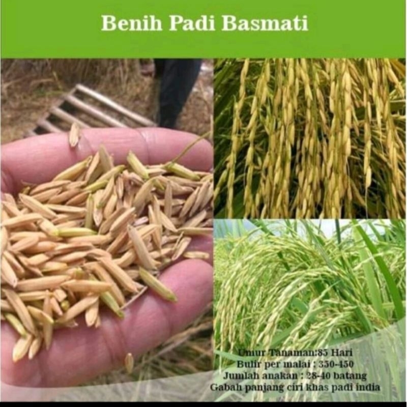 BENIH BIBIT PADI BASMATI PER 10KG