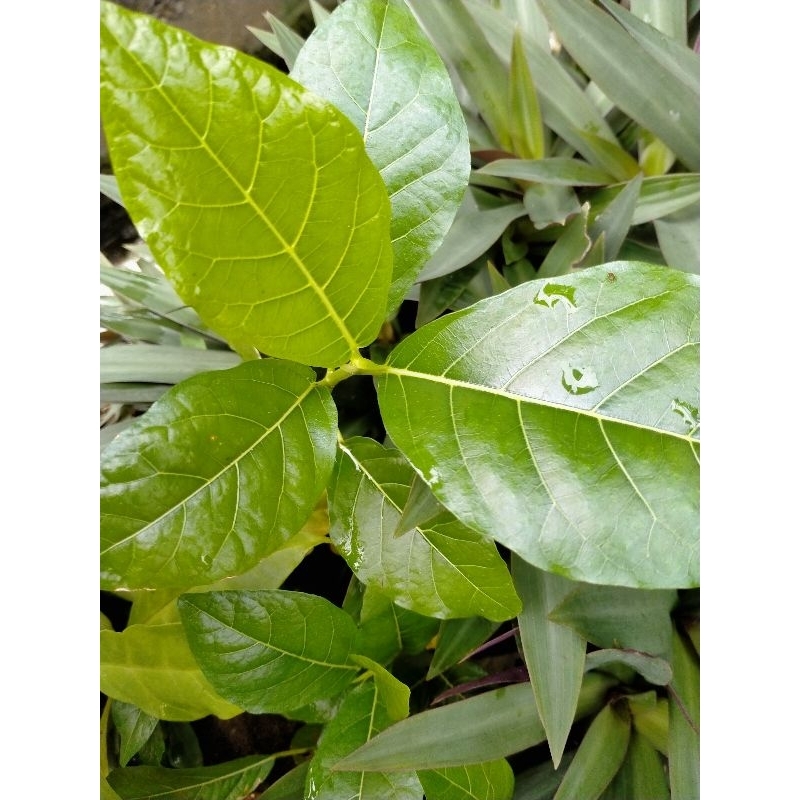 

DAUN MENGKUDU / PACE SEGAR BEBAS PESTISIDA ((35 lembar))
