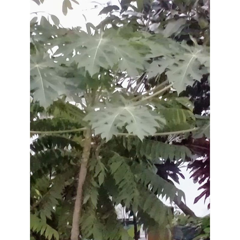 

DAUN PEPAYA SEGAR BEBAS PESTISIDA ((8 Tangkai))