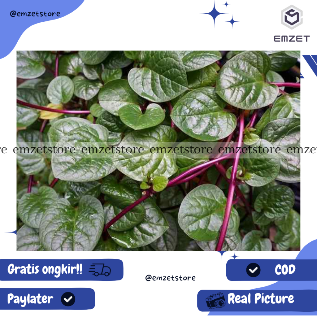 

DAUN BINAHONG HIJAU/MERAH SEGAR JUAL PAKET 200/500gr DIPETIK KETIKA ADA ORDER