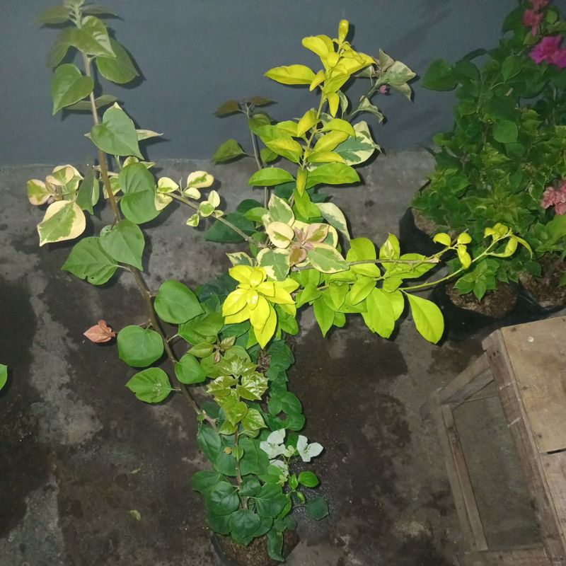 bugenvil 5ID + citra monduring