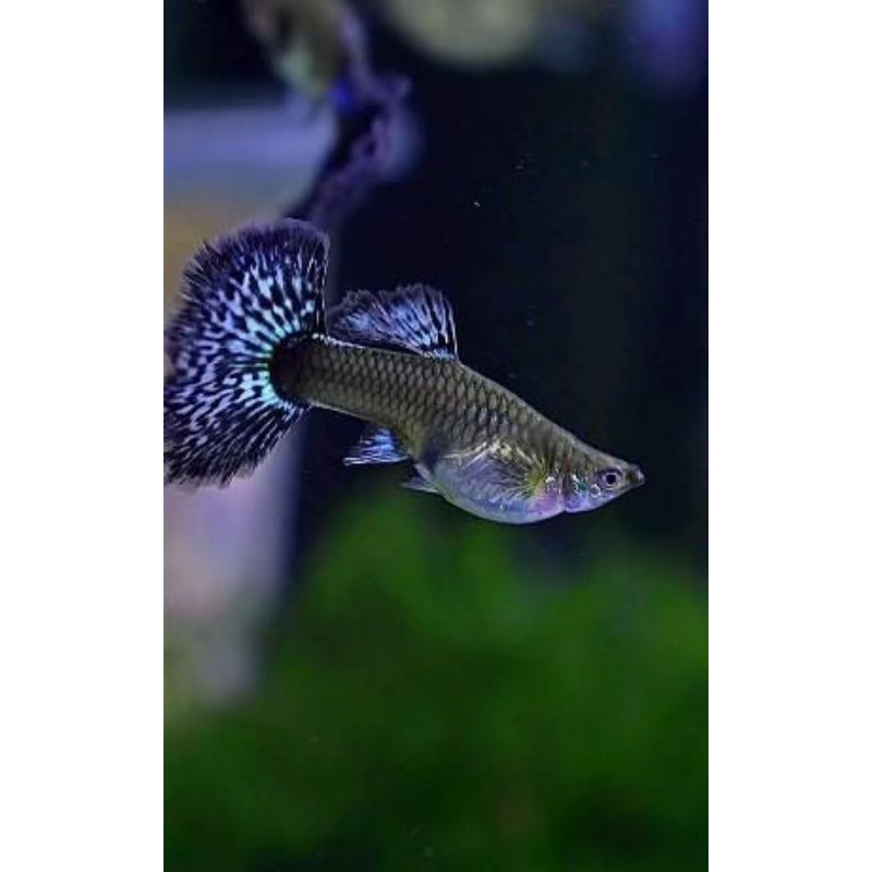 paket 3 pair full gold Vietnam dan 3 pair HMDE purple dragon