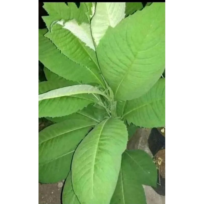 

Daun sembung 10 lembar