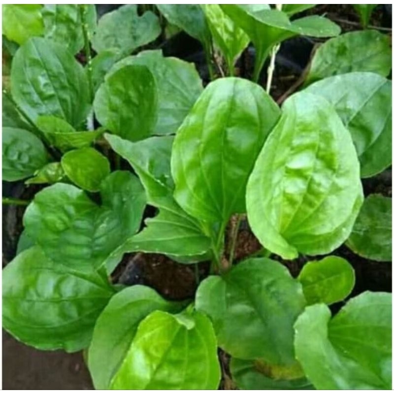 

daun sendok ki urat segar 1.KG