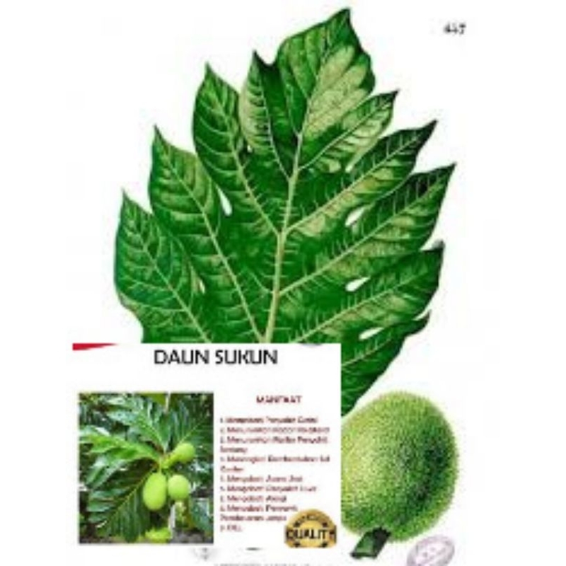 

8 lmbr daun sukun besar lebar segar freshh dadakan besar