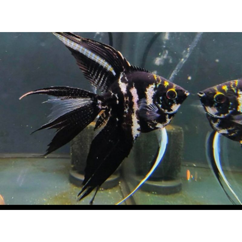 MANFISH TRICOLOR SLAYER UKURAN M+