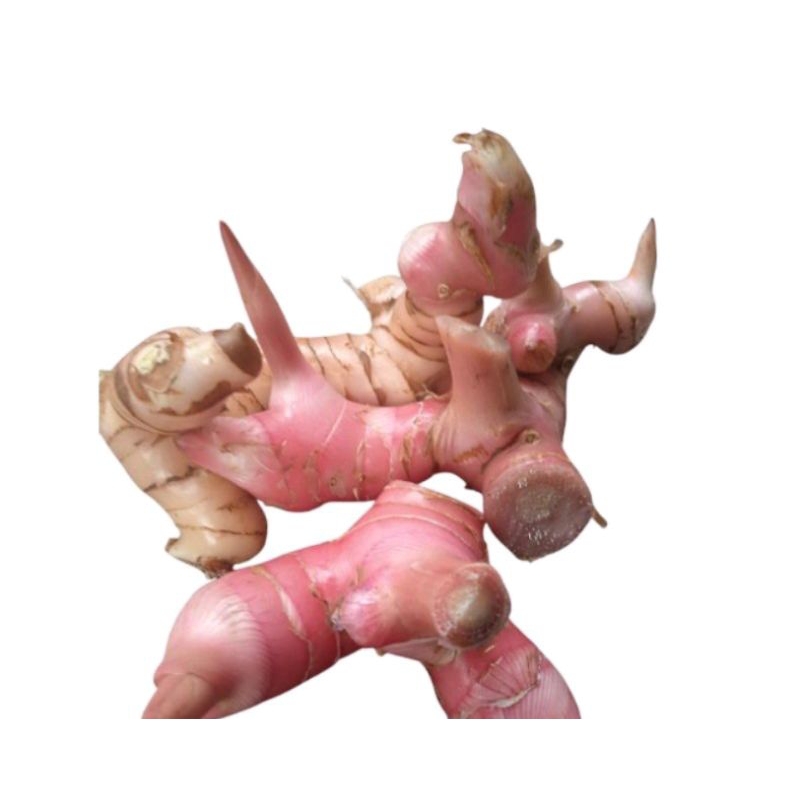 

Lengkuas merah fress 1kg, laos/laja merah 100% organik langsung dari kebun