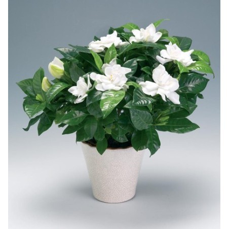 Tanaman Gardenia | Tanaman Kaca Piring | Tanaman Wangi