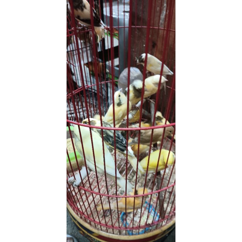 Kenari bahan(jantan asli)