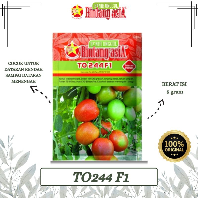 BENIH TOMAT TO244 F1 5 GRAM BINTANG ASIA PT. BENIH CITRA ASIA