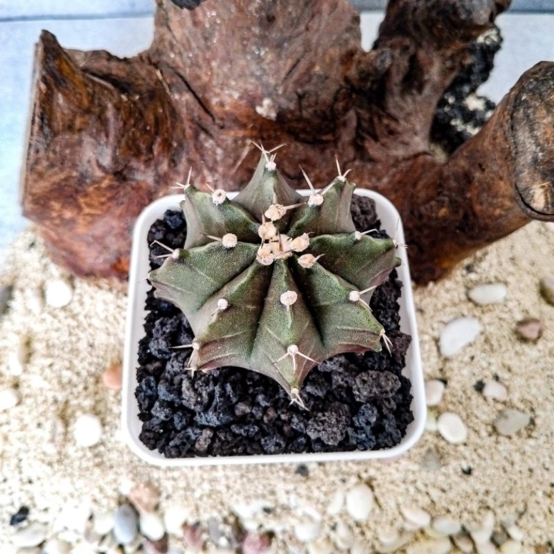 Kaktus LB 2178 Hybrid