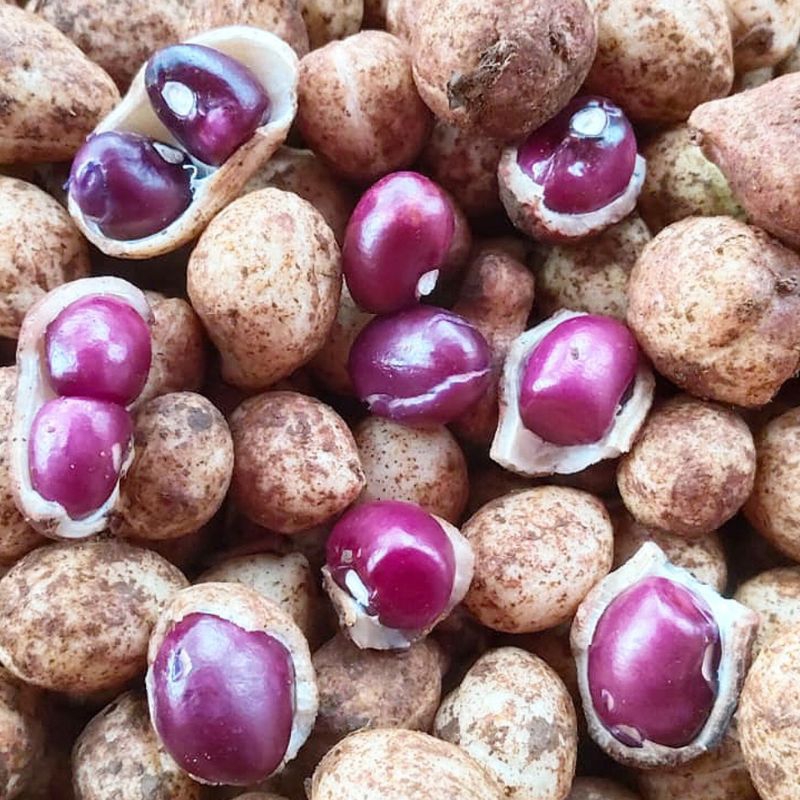 

Kacang Polong Asli Bogor 1 KG