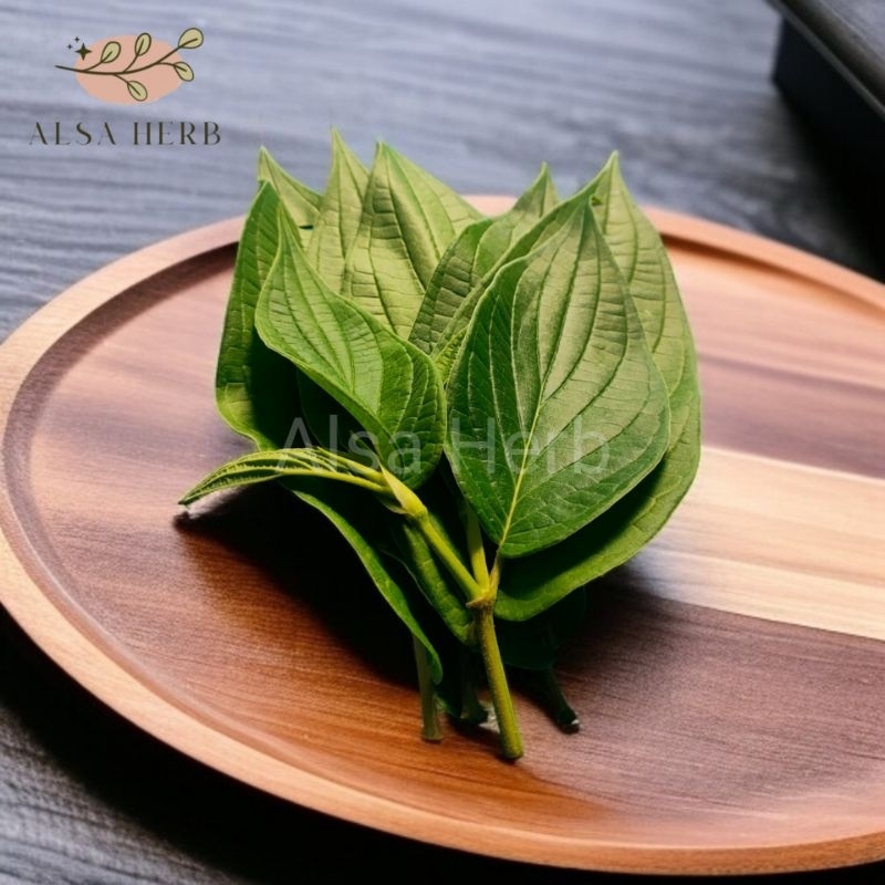 

Daun sirih hutan daun herbal alami