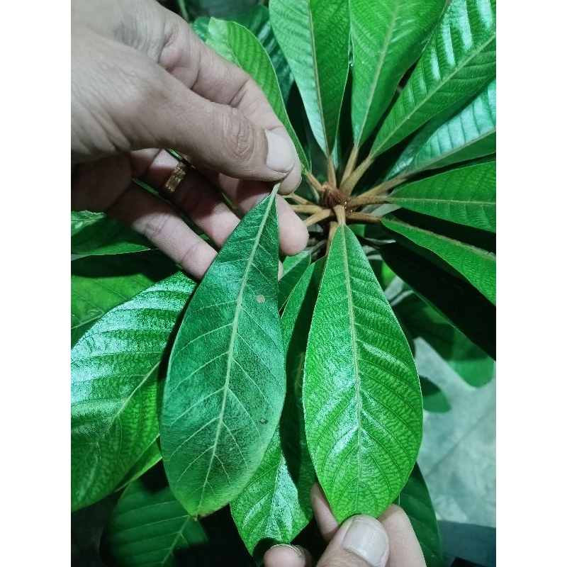 mamey sapote jenis lorito