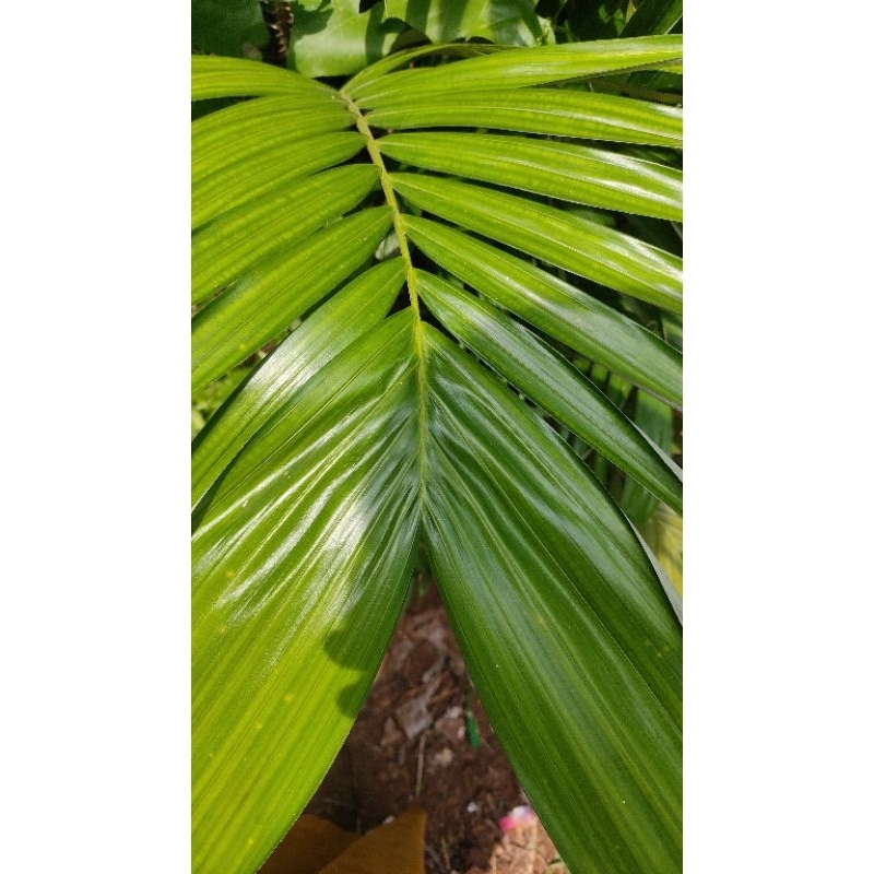 

daun salak muda 250grm (obat herbal rebus)