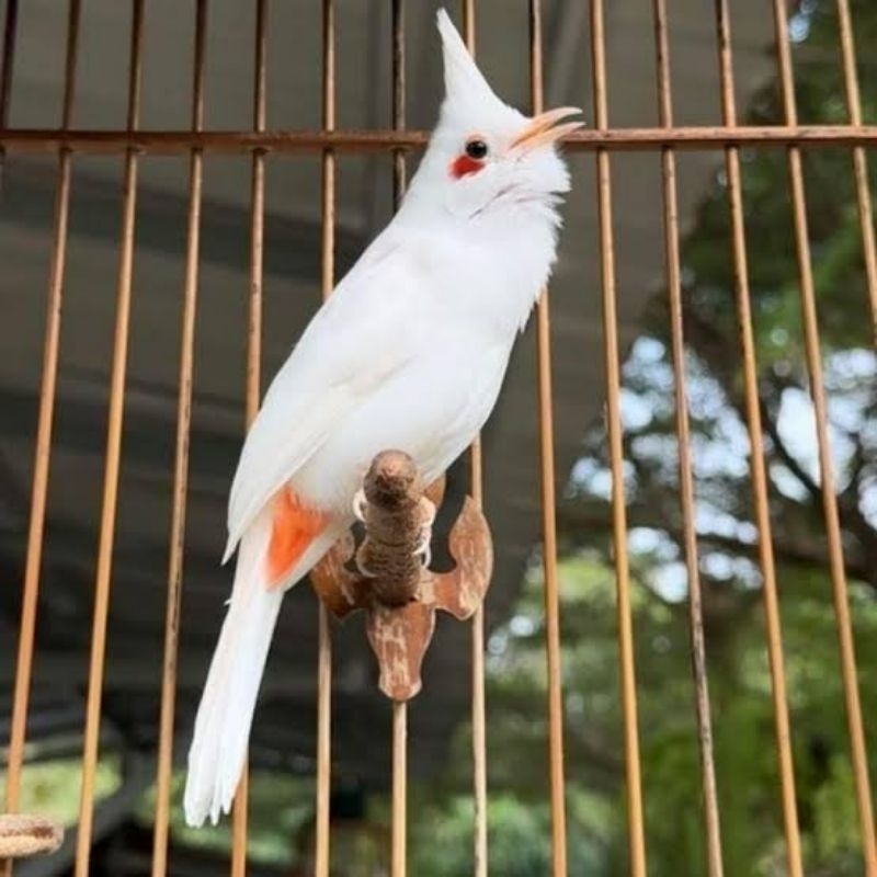 Burung Merbah Jambul Kutilang Malaysia Jantan & Betina