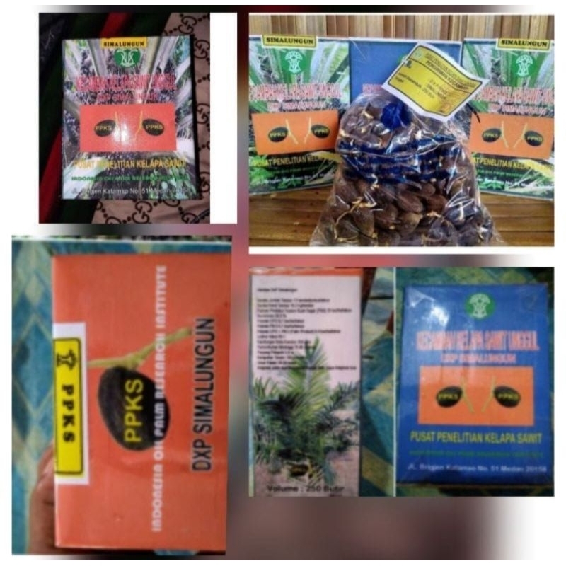 BIBIT UNGGUL KECAMBAH SAWIT SIAP TANAM DXP SIMALUNGUN