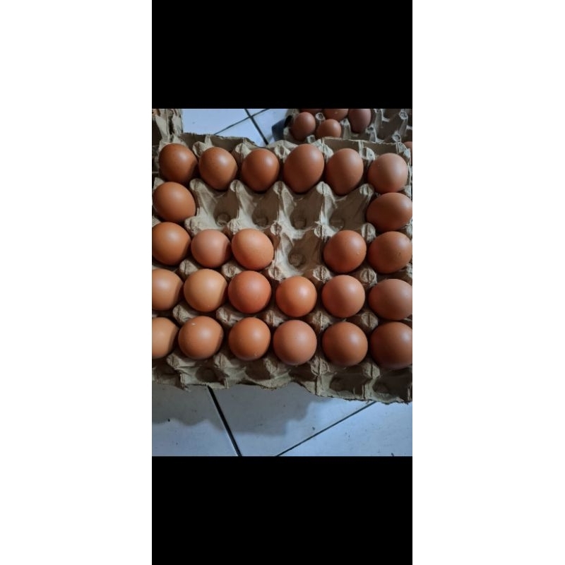 

TELUR AYAM NEGRI